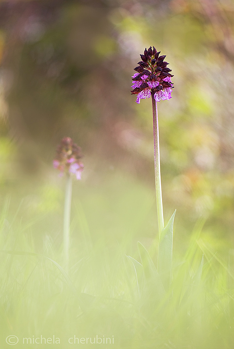 varie forme della purpurea